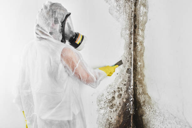 Best Affordable Mold Removal  in Graham, TX