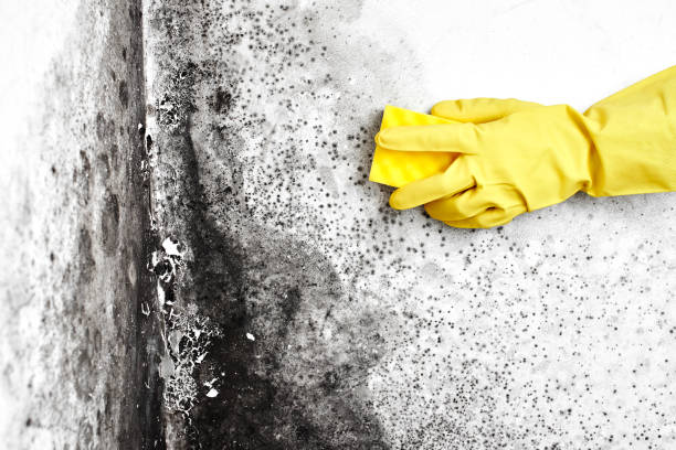 Best Toxic Mold Removal  in Graham, TX