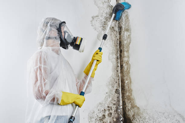 Best Mold Removal Company Near Me  in Graham, TX