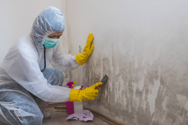 Best Mold Removal Company Near Me  in Graham, TX