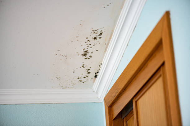 Best Mold Remediation Services  in Graham, TX