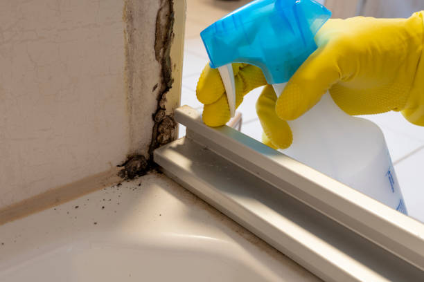 Best Home Mold Removal  in Graham, TX