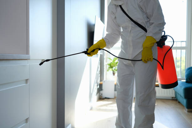 Best Local Mold Removal Service  in Graham, TX