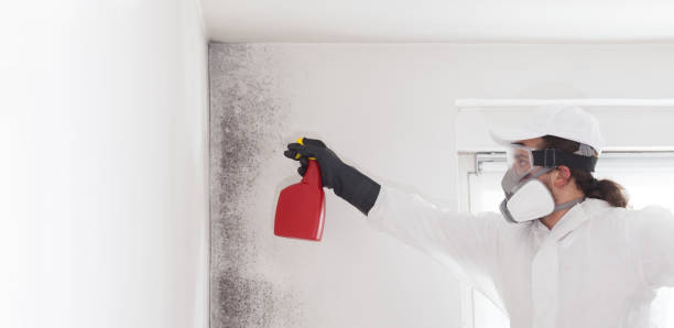 Best Professional Mold Removal  in Graham, TX