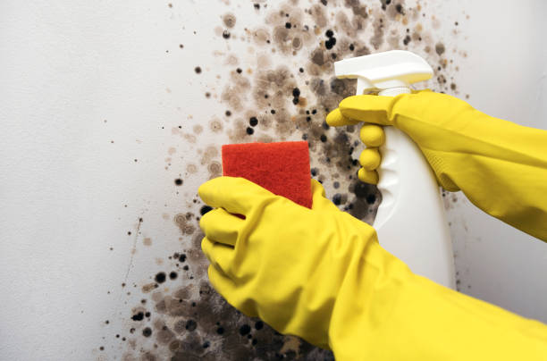 Best Mold Remediation  in Graham, TX