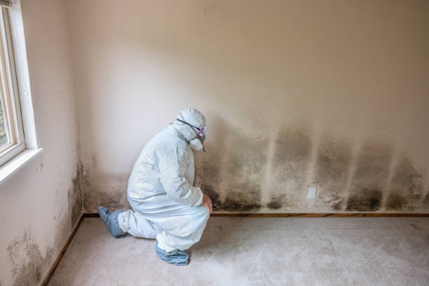 Best Black Mold Removal  in Graham, TX