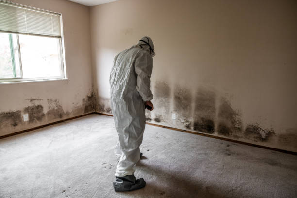 Best Mold Remediation Experts  in Graham, TX