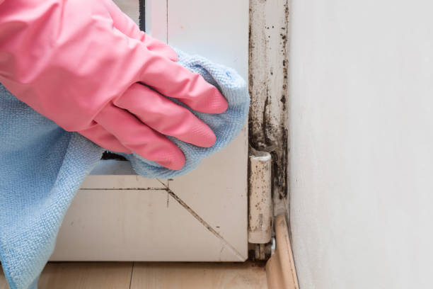 Best Mold Remediation  in Graham, TX