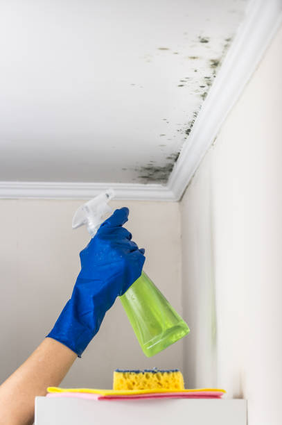 Best Black Mold Removal  in Graham, TX